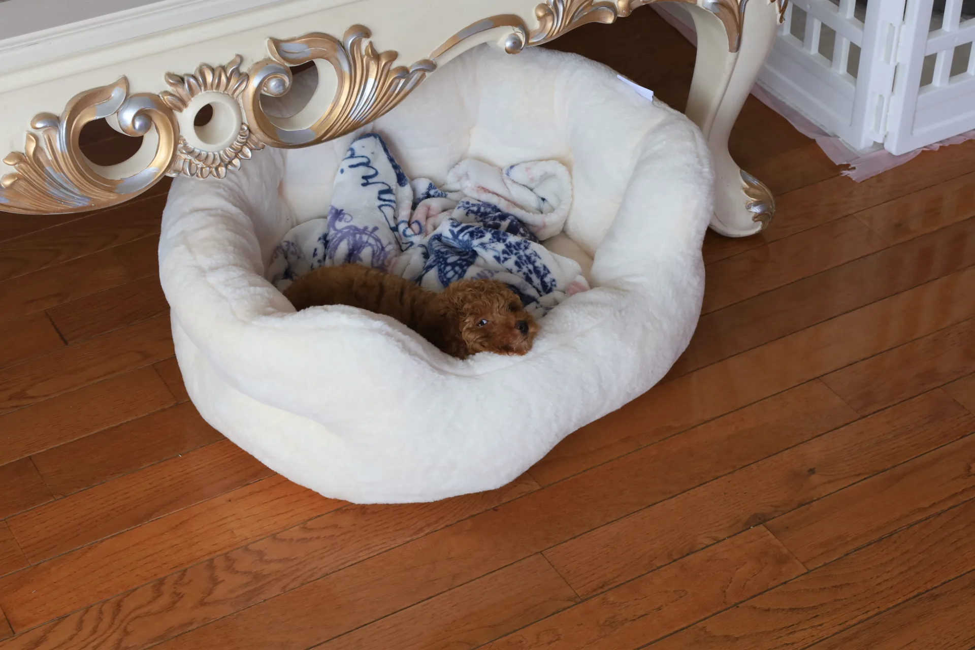 Leeya resting in her ivory bed
