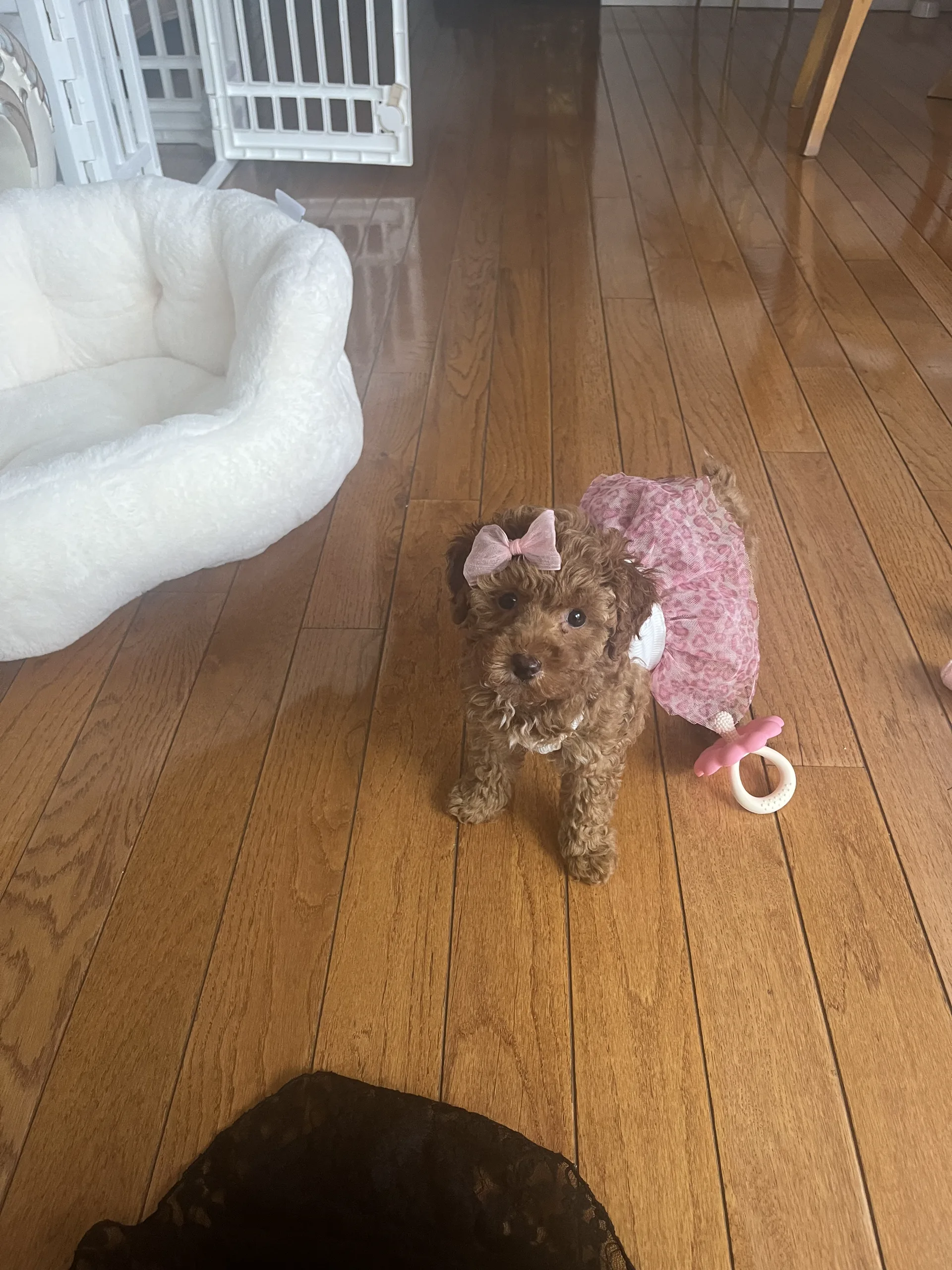 A puppy wearing a pink bow and dress