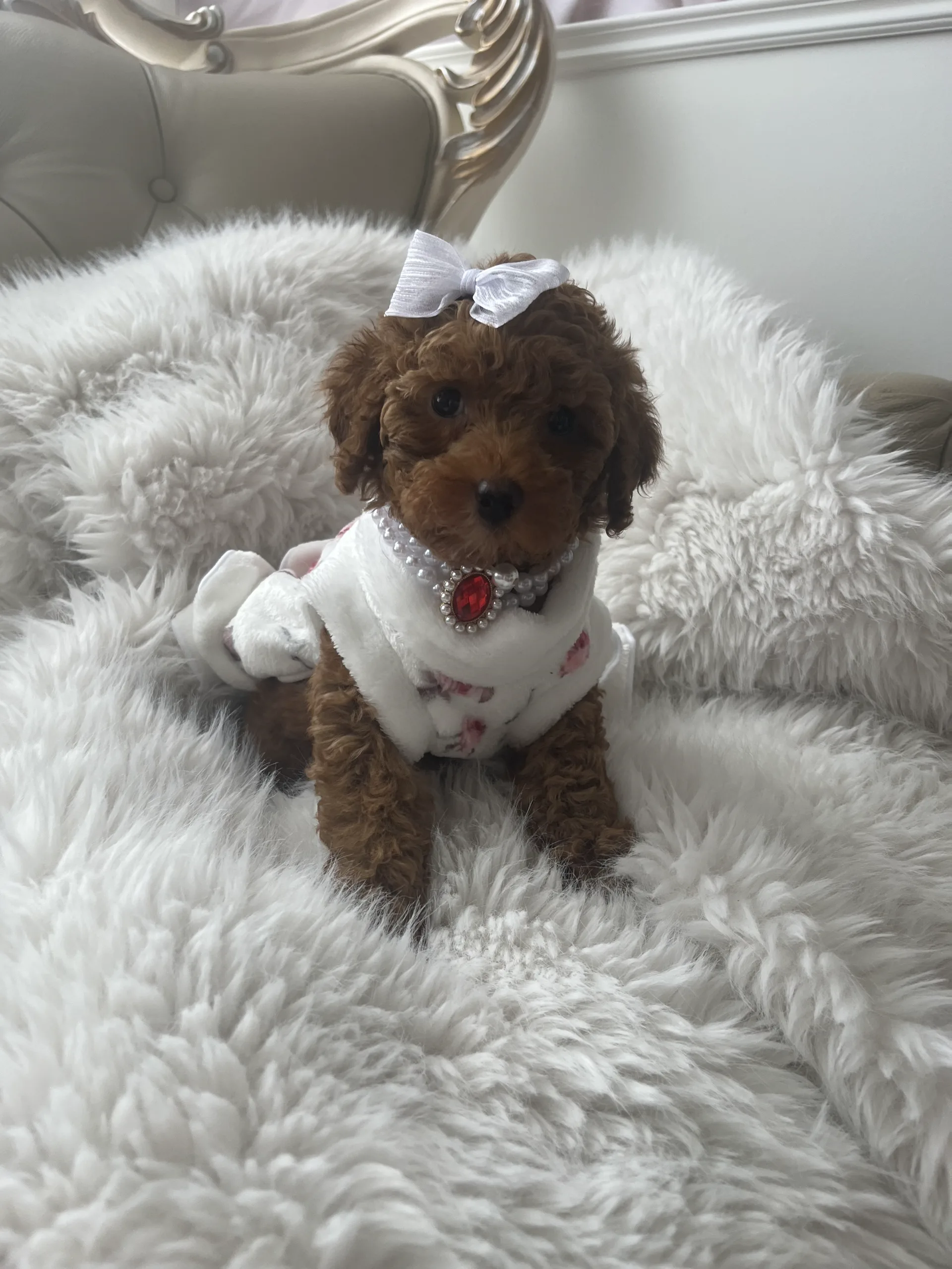 A poodle puppy posing on a soft blanket