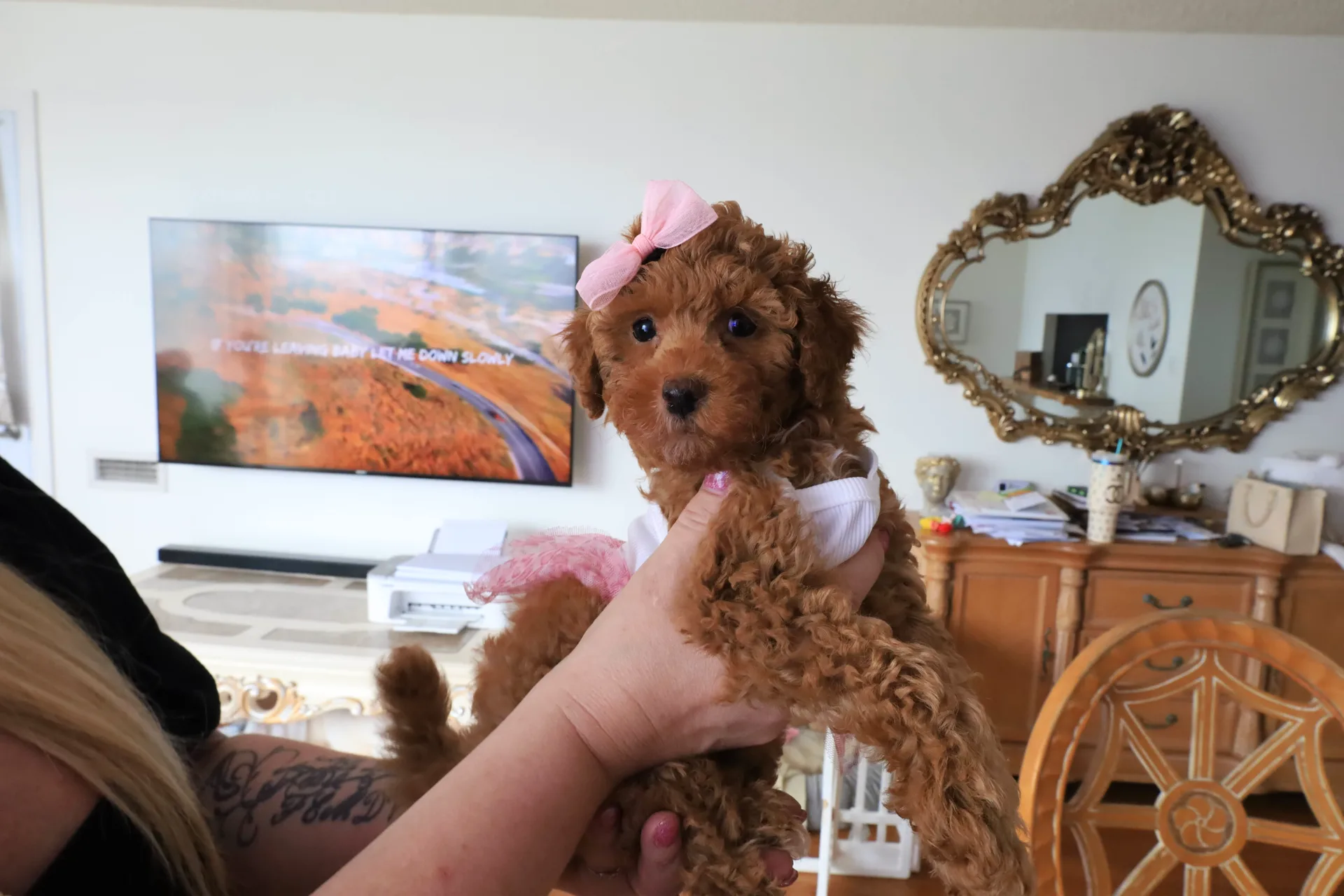 A close portrait of a poodle puppy